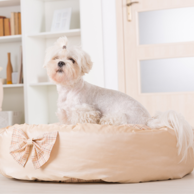 cama de perro en boda