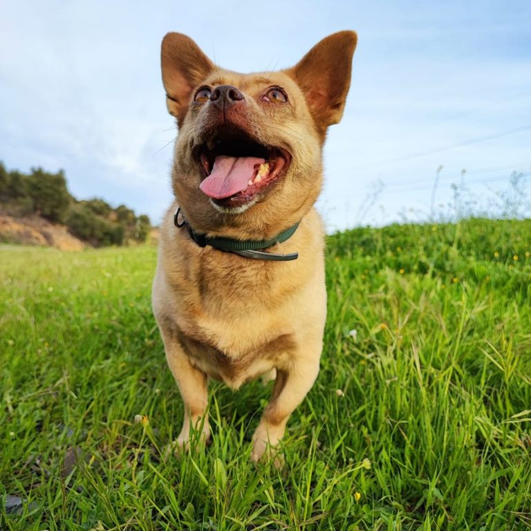 mascotas, cuidador de perros, paseador, atencion, seguridad, profesional