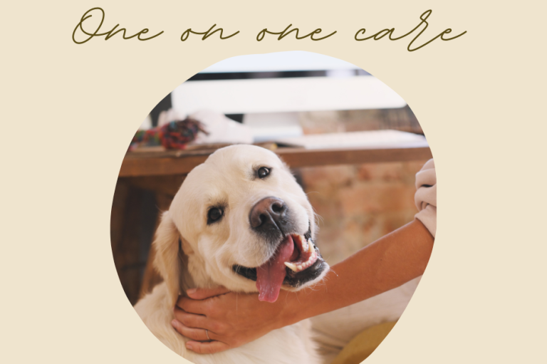 Nueva ley bienestar animal Carlino estudiando con libros